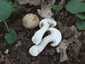 Májusi pereszke (Calocybe gambosa), Budai-hegység